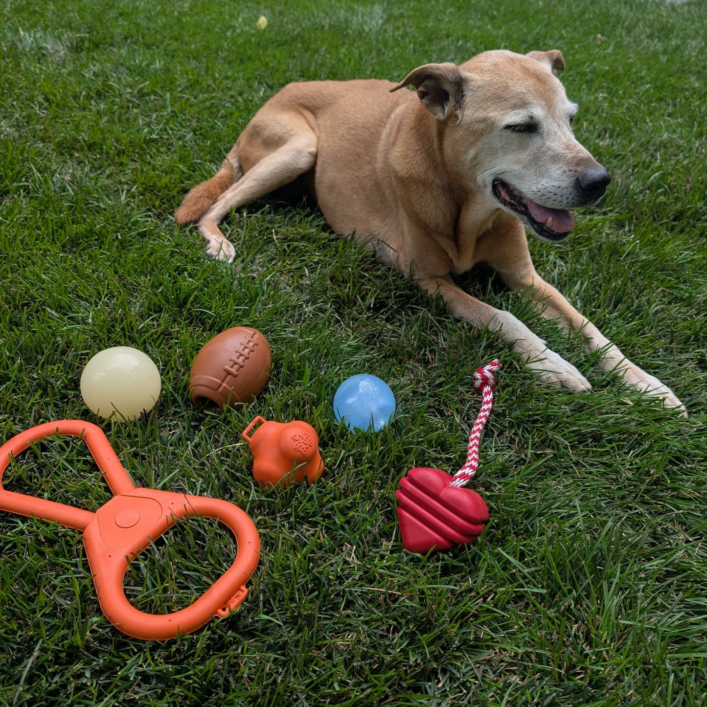 Tug of war dog toy