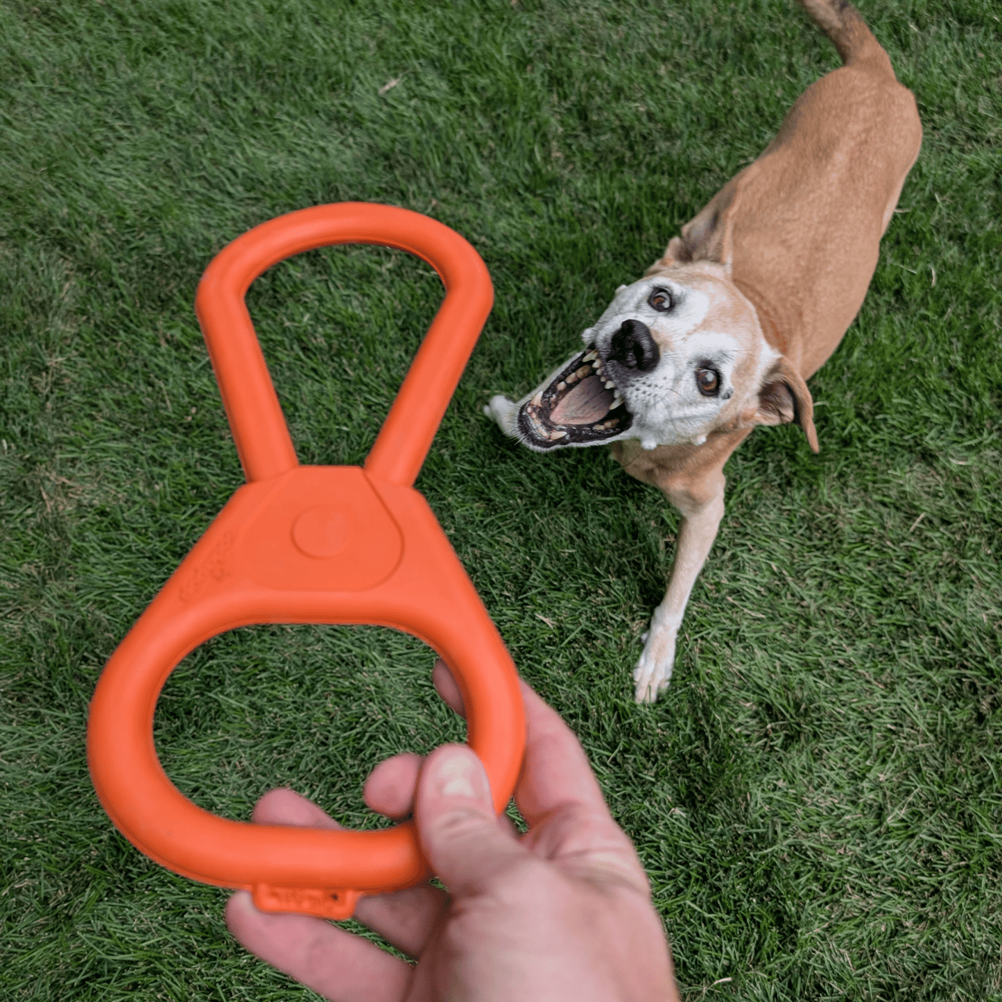 Tug of war dog toy