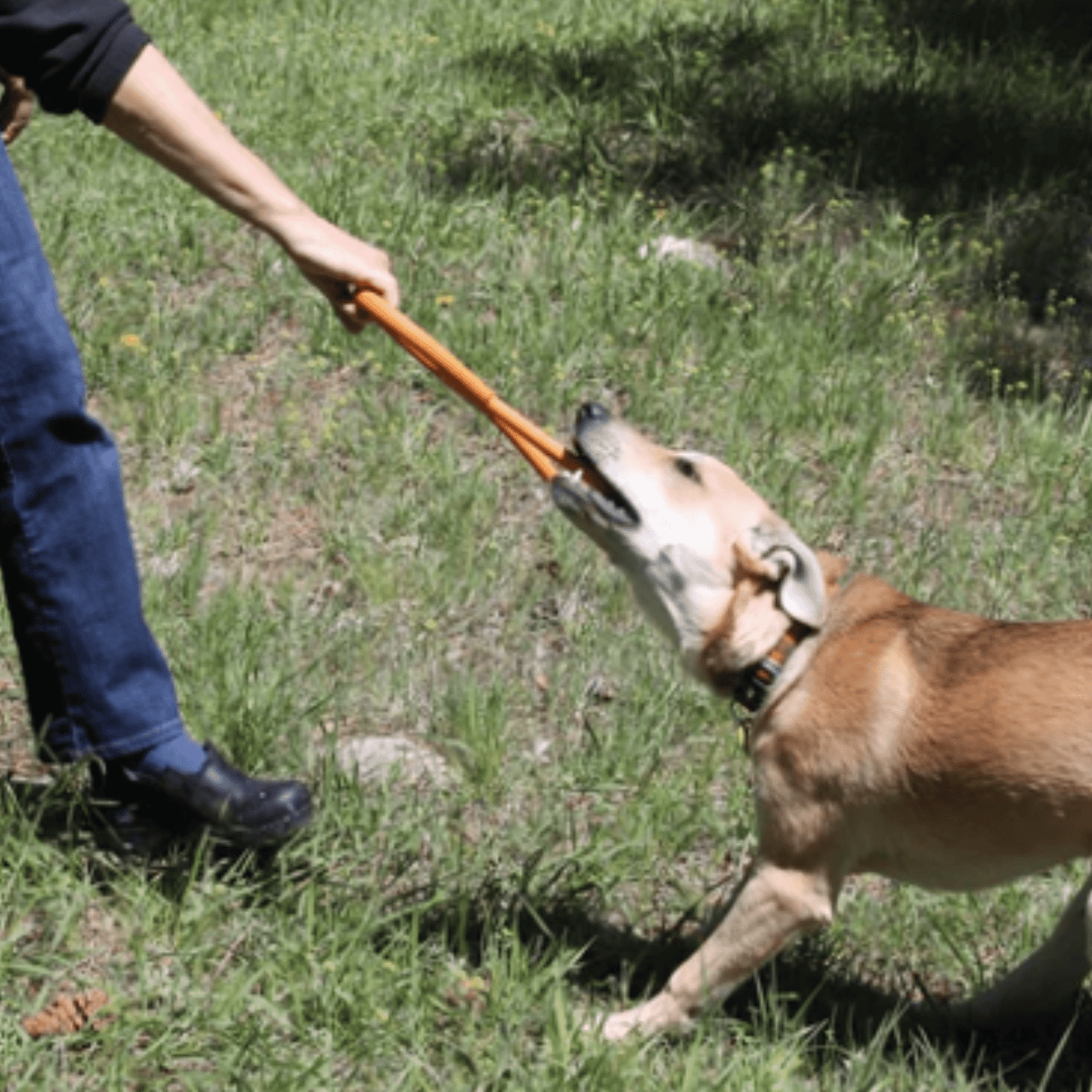 Tug of war dog toy