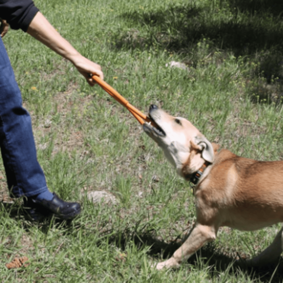 Tug of war dog toy