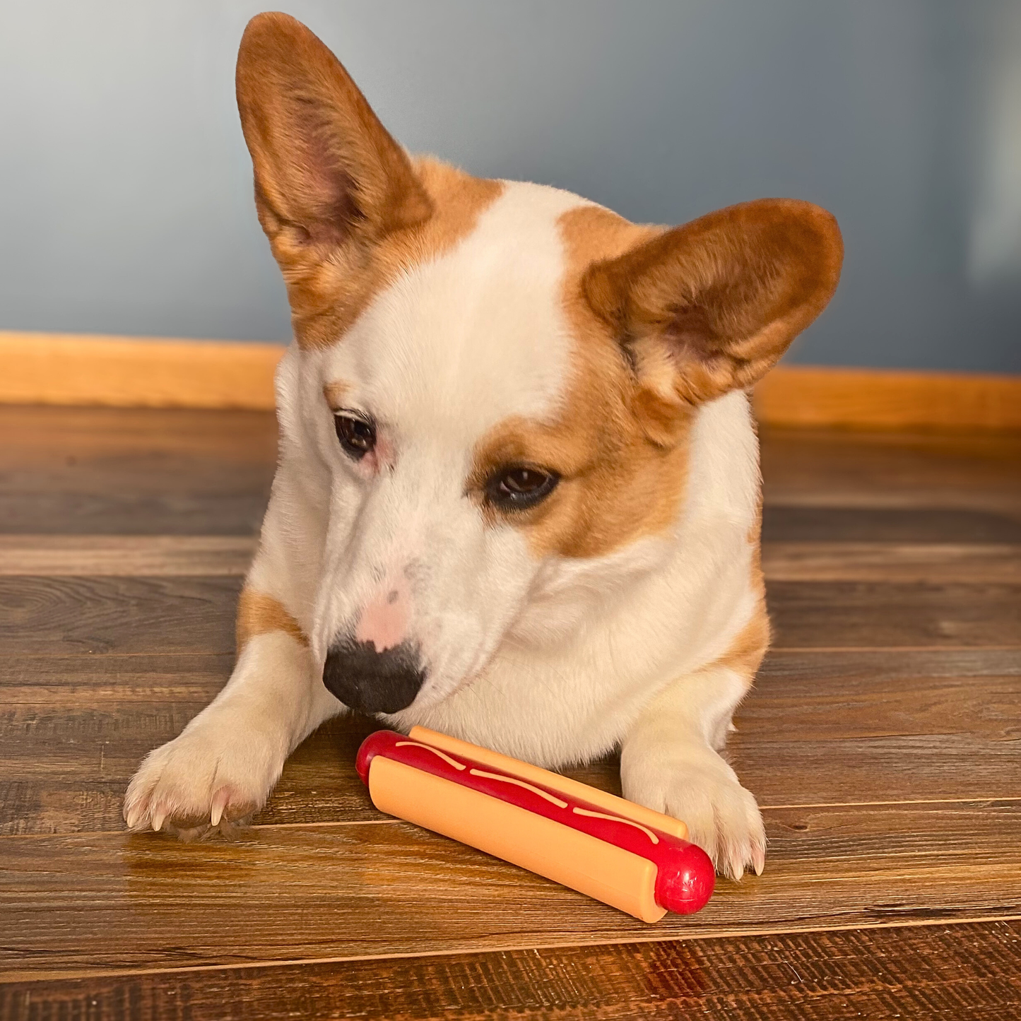 Tug of war dog toy