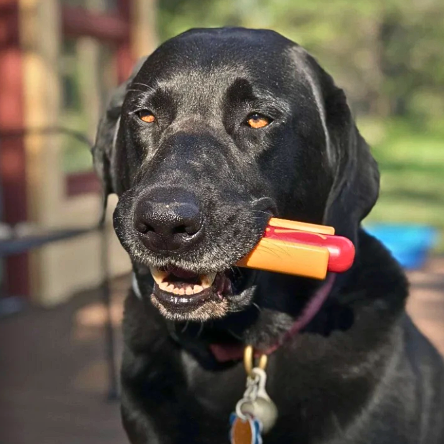 Tug of war dog toy